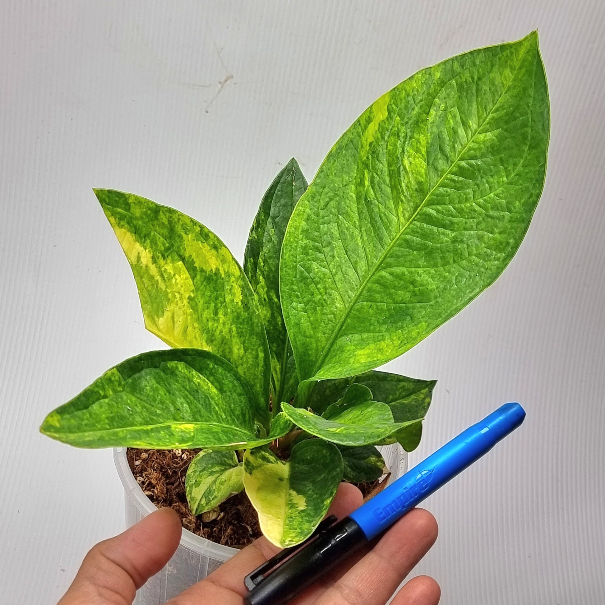 rare Anthurium jenmanii Variegated for sale in Perth Australia