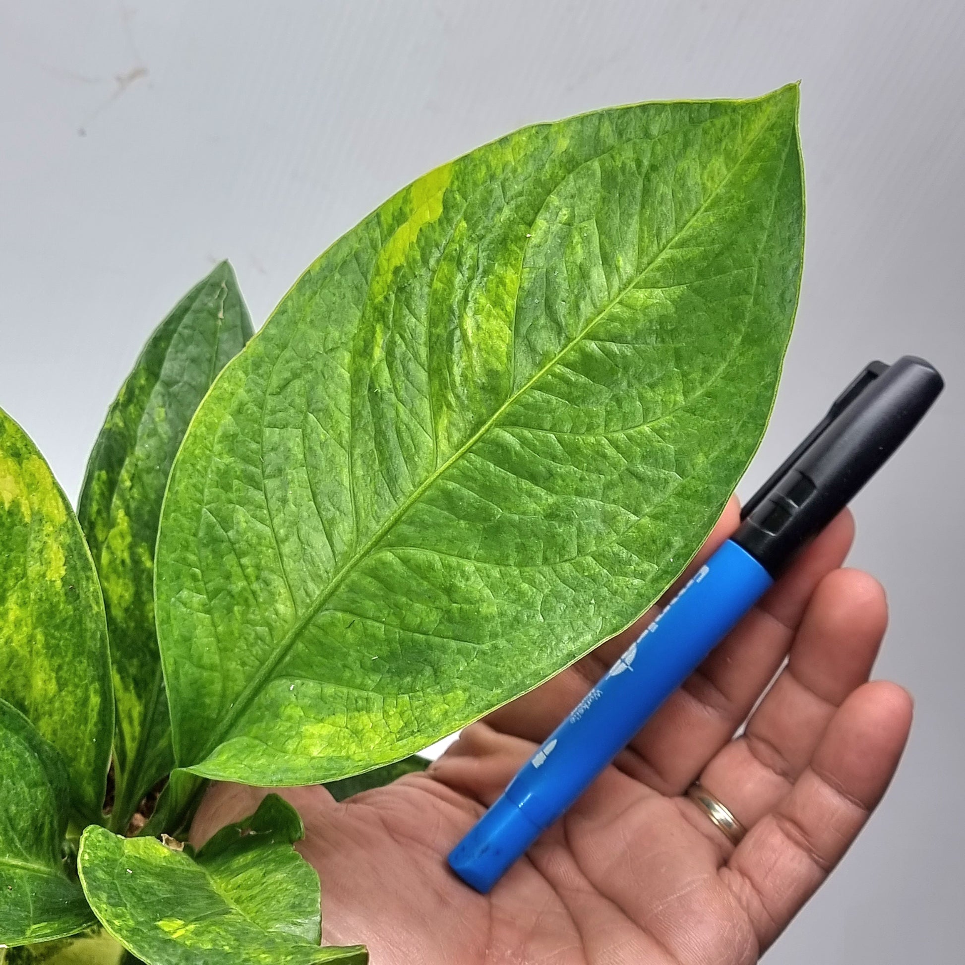 rare Anthurium jenmanii Variegated for sale in Perth Australia