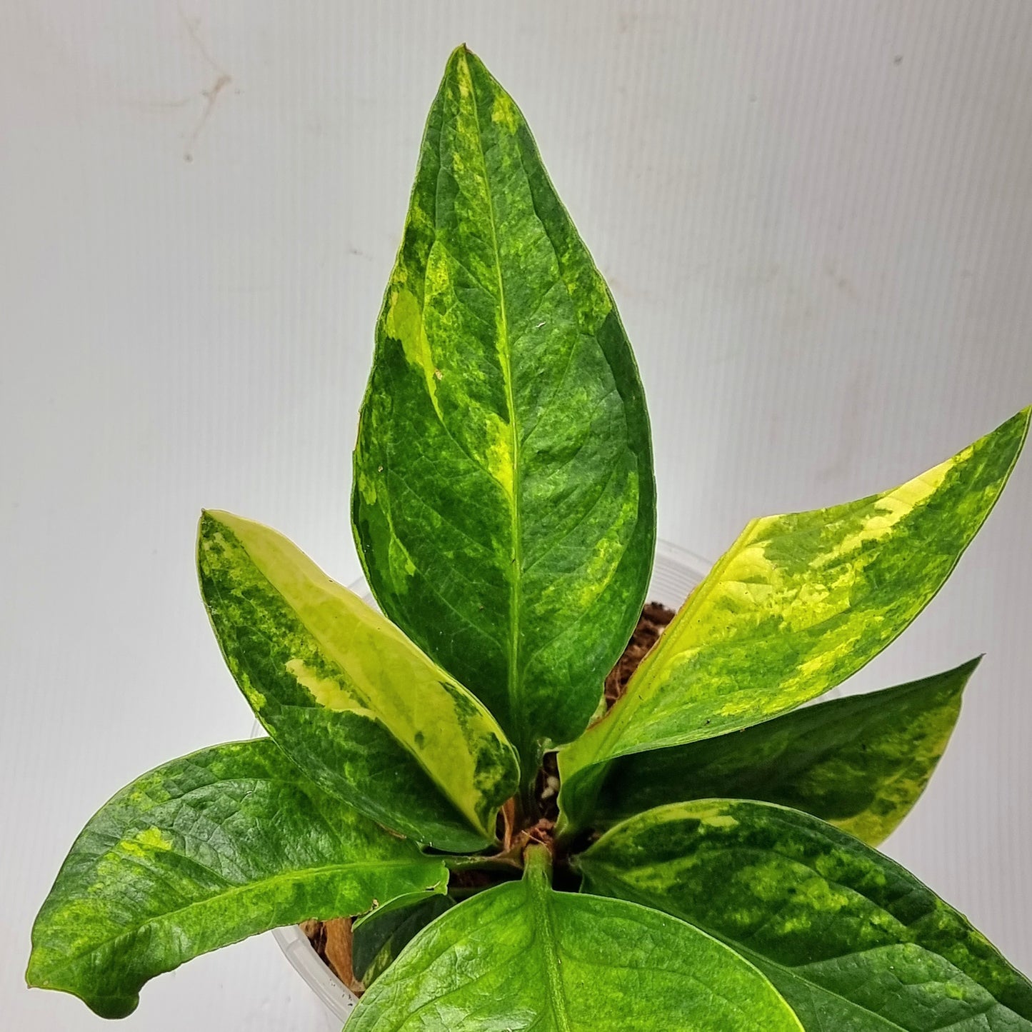 rare Anthurium jenmanii Variegated for sale in Perth Australia