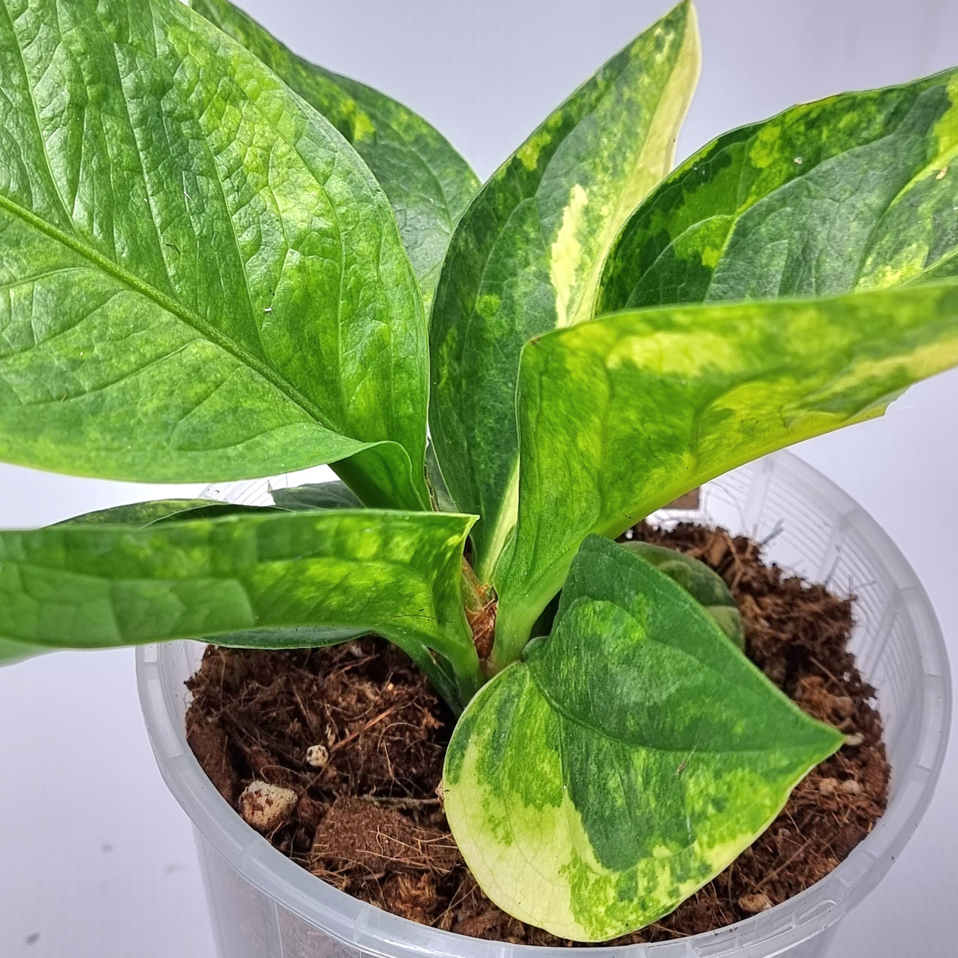 rare Anthurium jenmanii Variegated for sale in Perth Australia