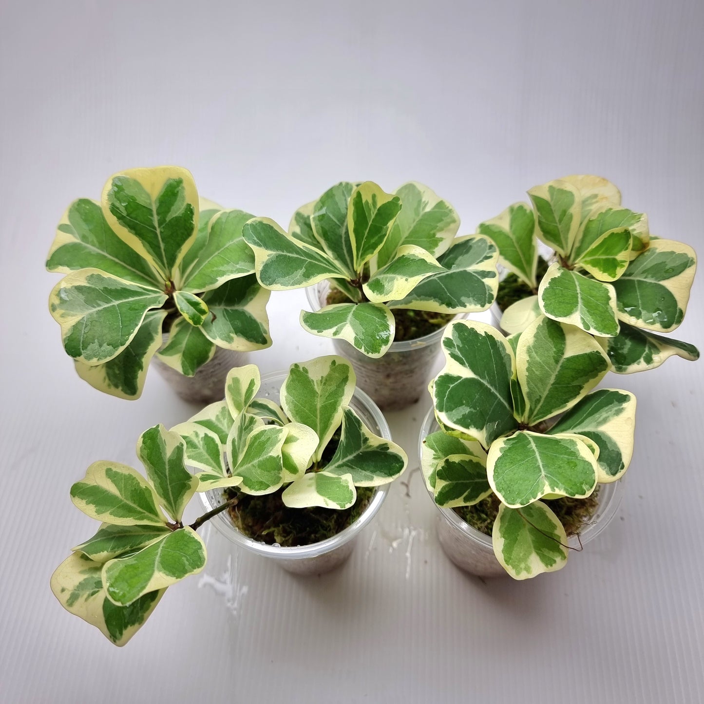 rare Variegated Ficus deltoidea AKA triangularis for sale in Perth Australia