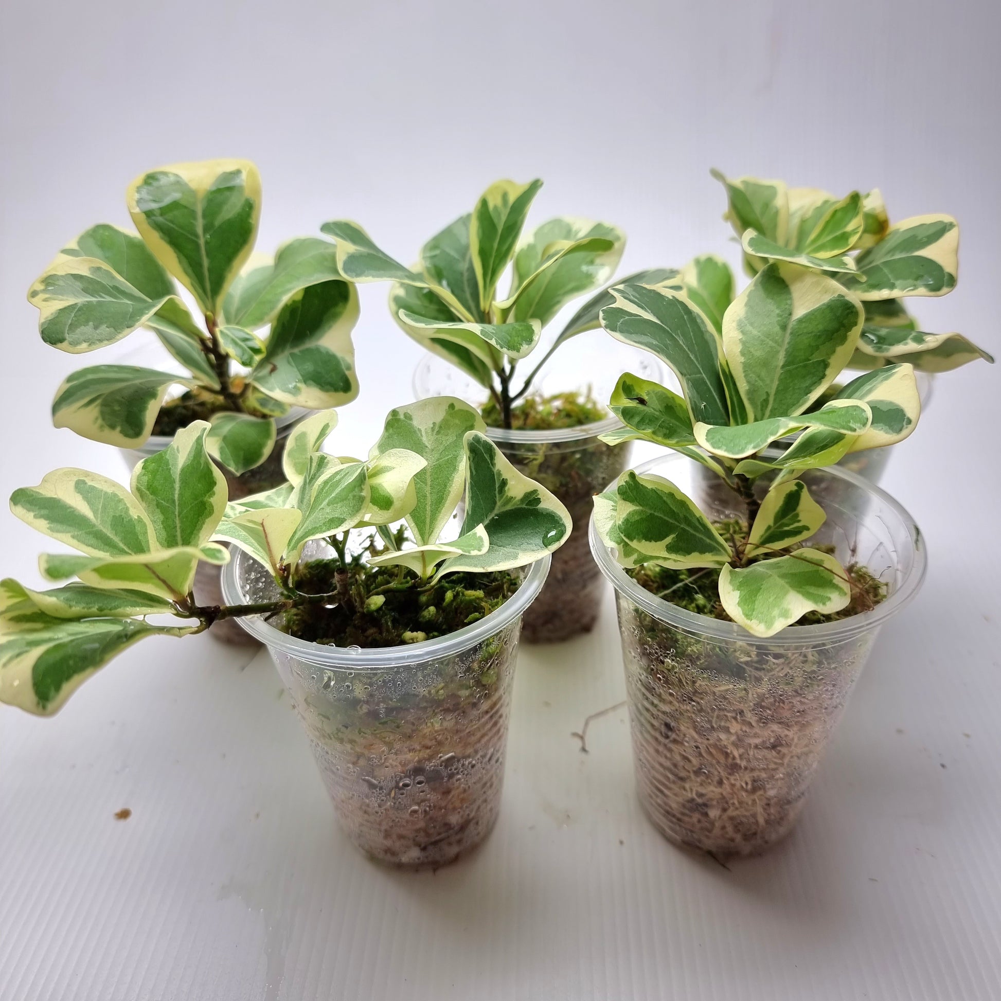 rare Variegated Ficus deltoidea AKA triangularis for sale in Perth Australia