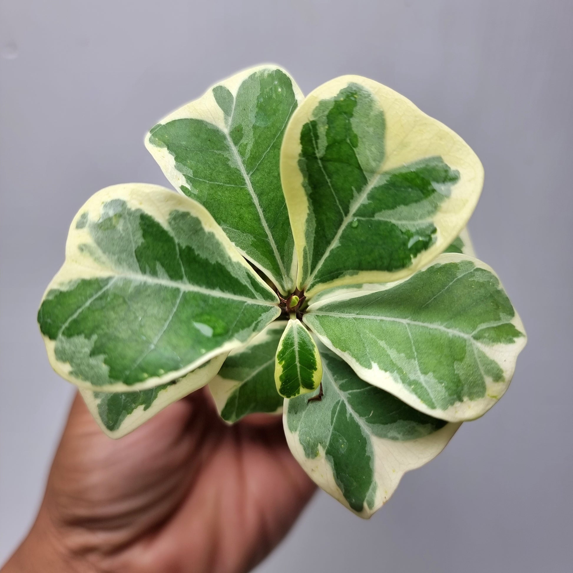 rare Variegated Ficus deltoidea AKA triangularis for sale in Perth Australia