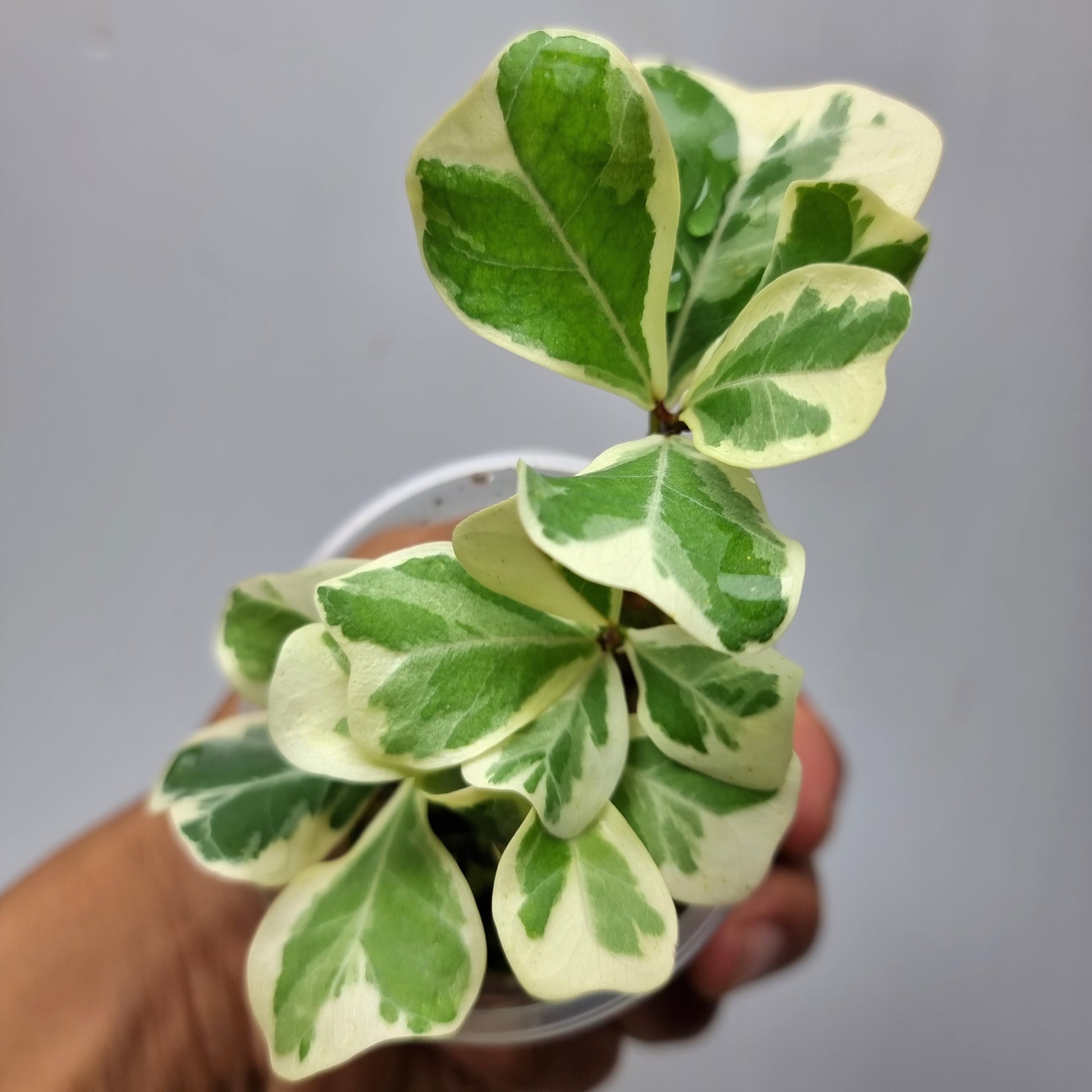 rare Variegated Ficus deltoidea AKA triangularis for sale in Perth Australia