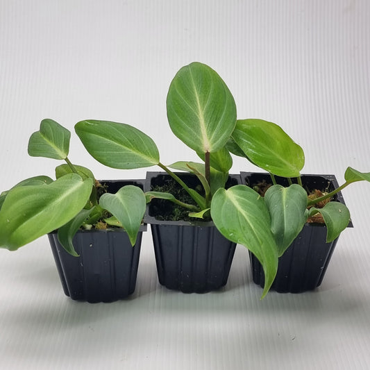 rare Philodendron gloriosum for sale in Perth Australia