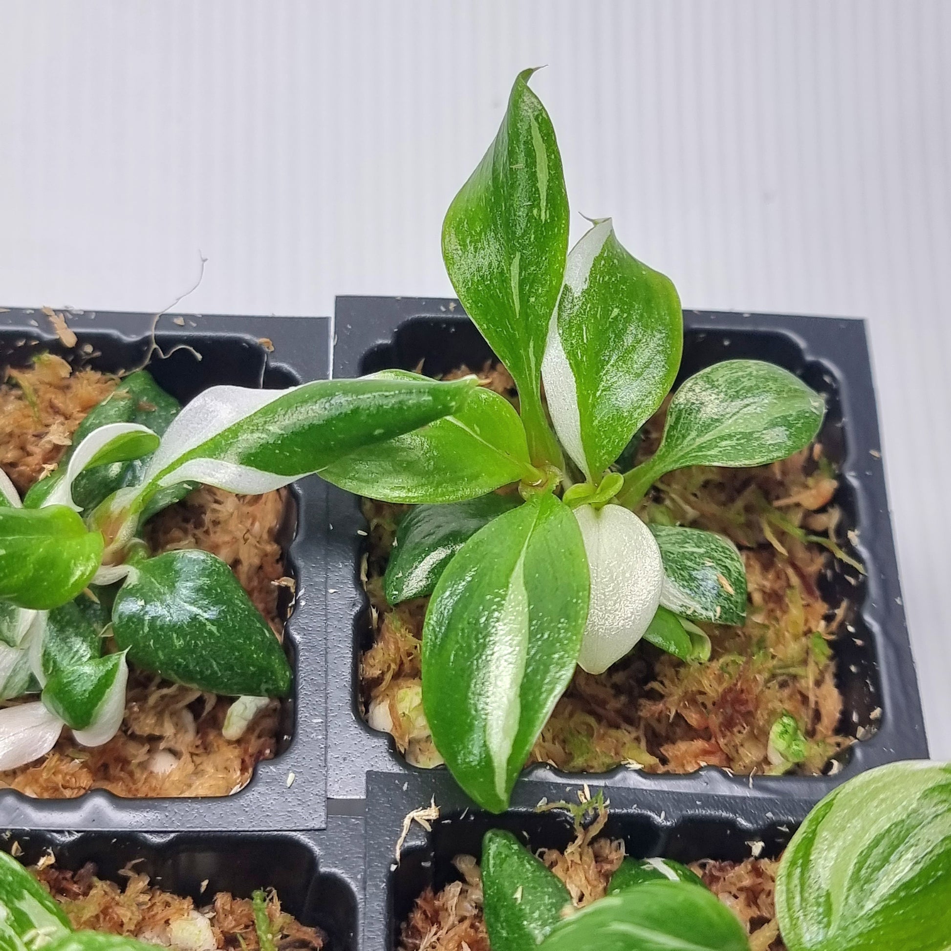 rare Philodendron white knight for sale in Perth Australia