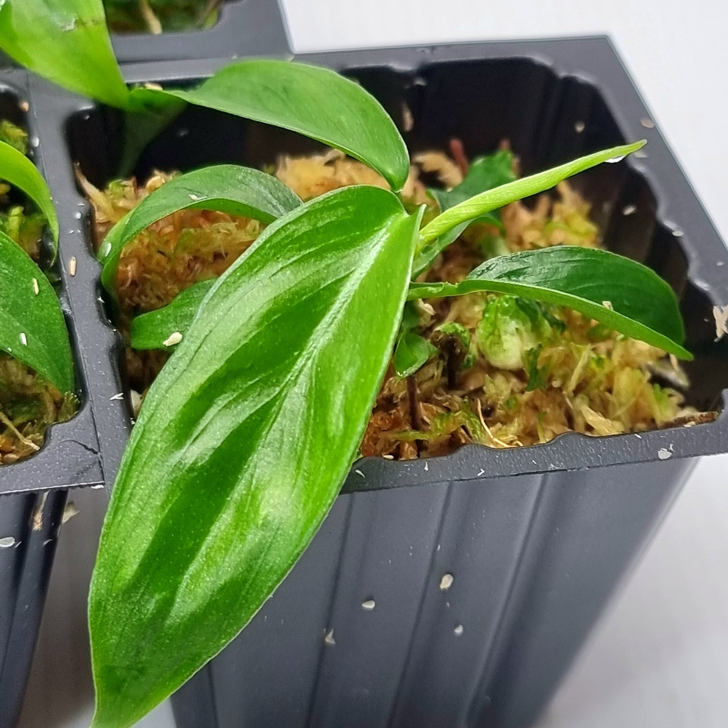 rare Philodendron patriciae (TC) for sale in Perth Australia