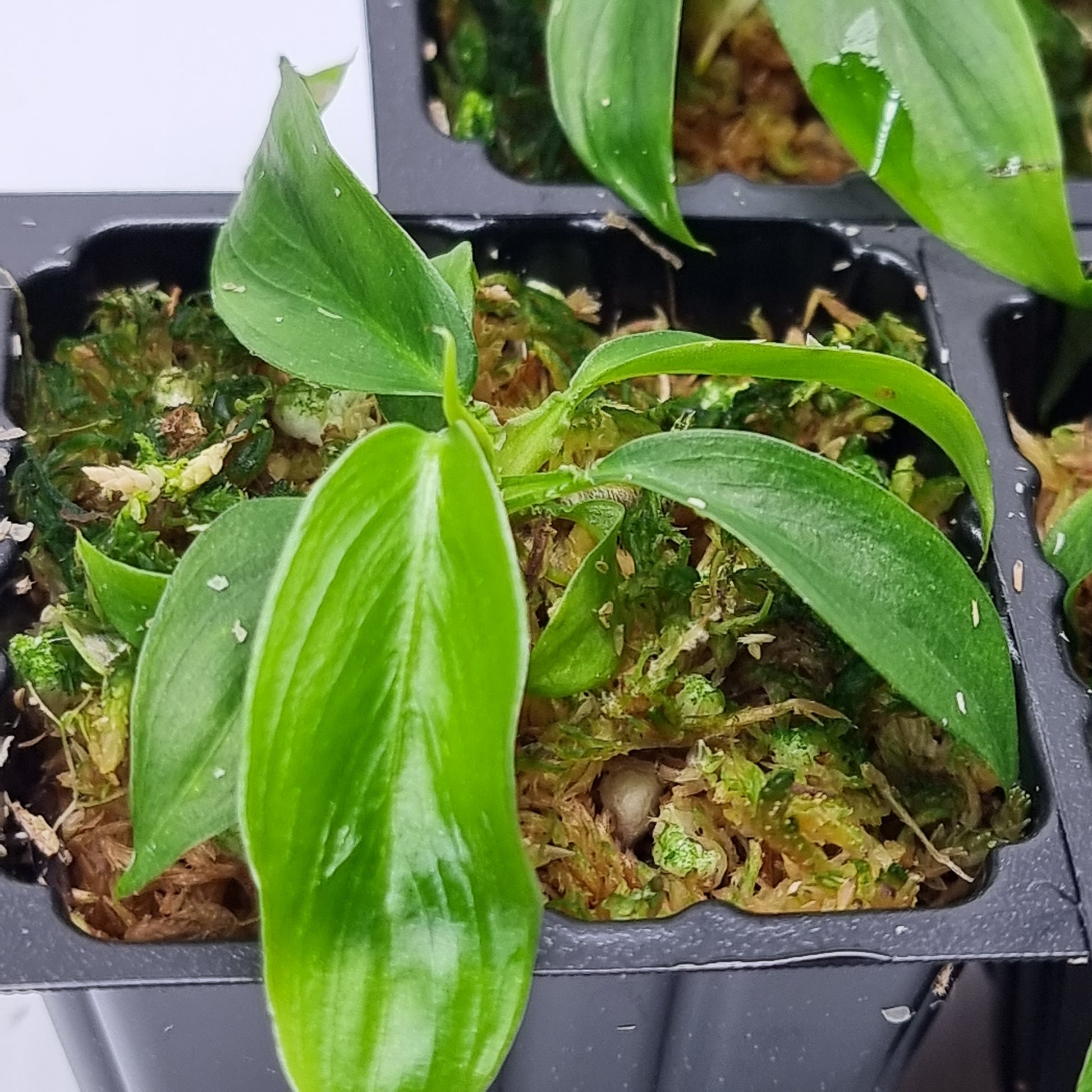 rare Philodendron patriciae (TC) for sale in Perth Australia