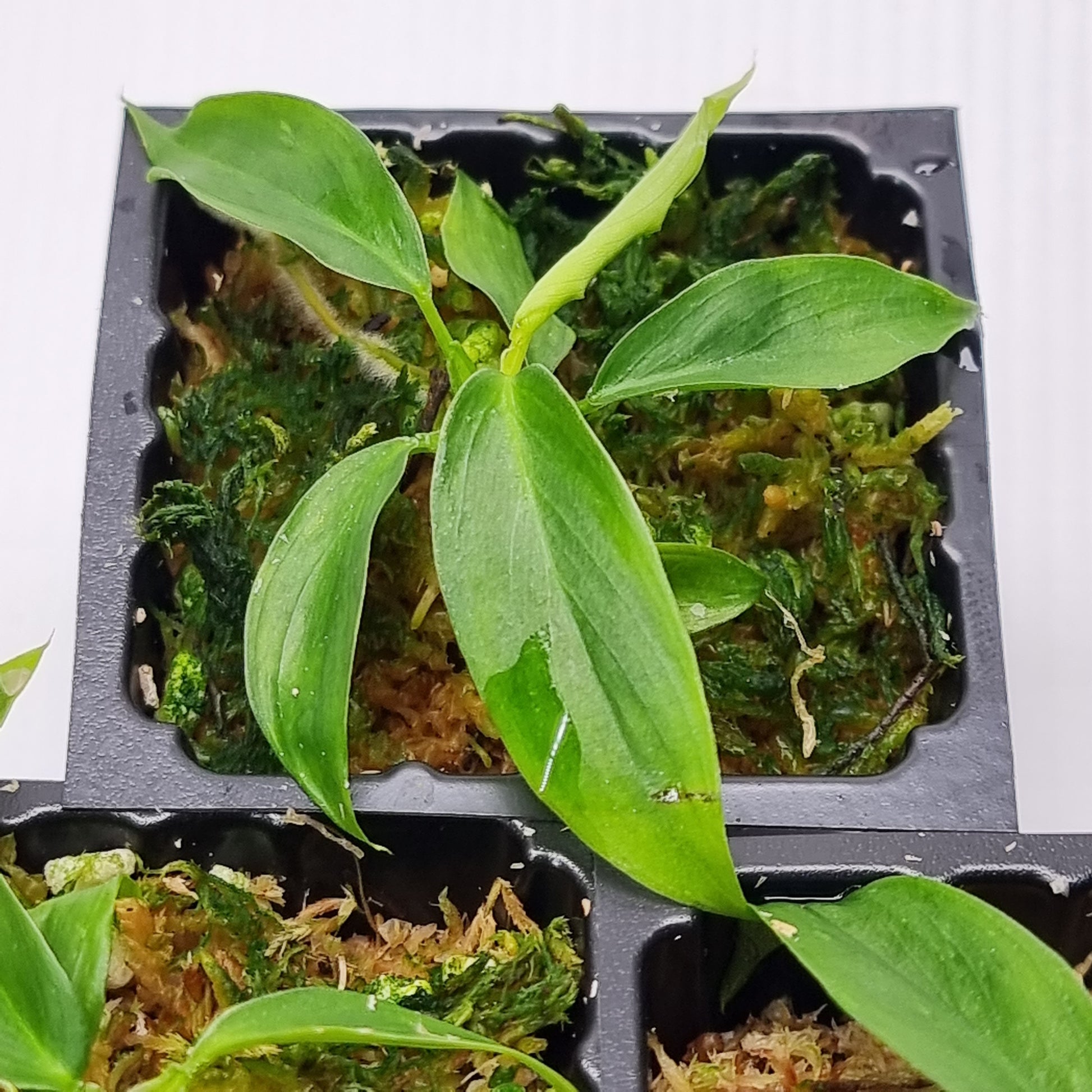 rare Philodendron patriciae (TC) for sale in Perth Australia