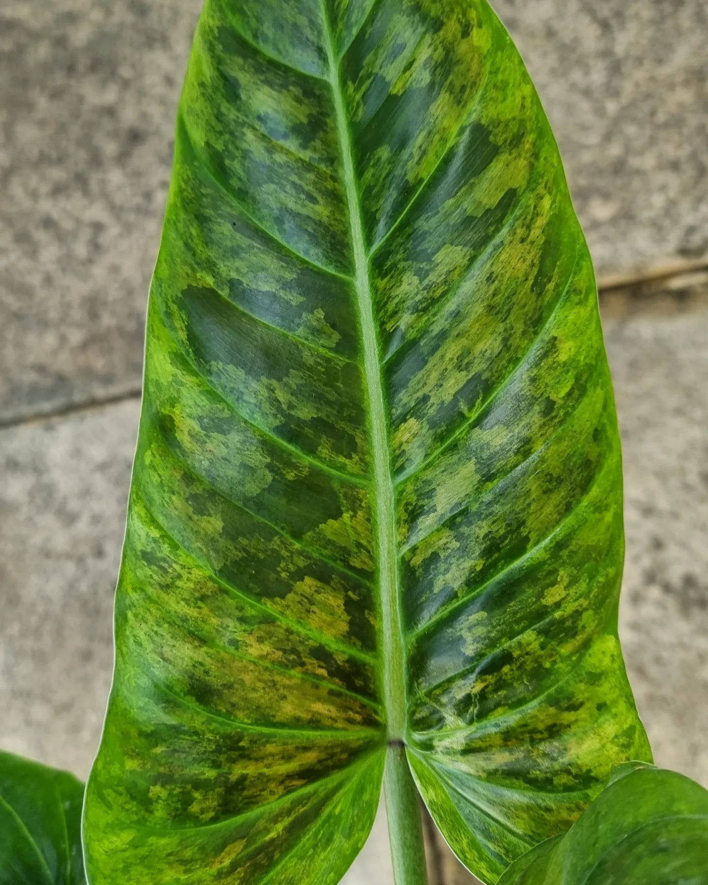 rare Variegated philo subhastatum for sale in Perth Australia