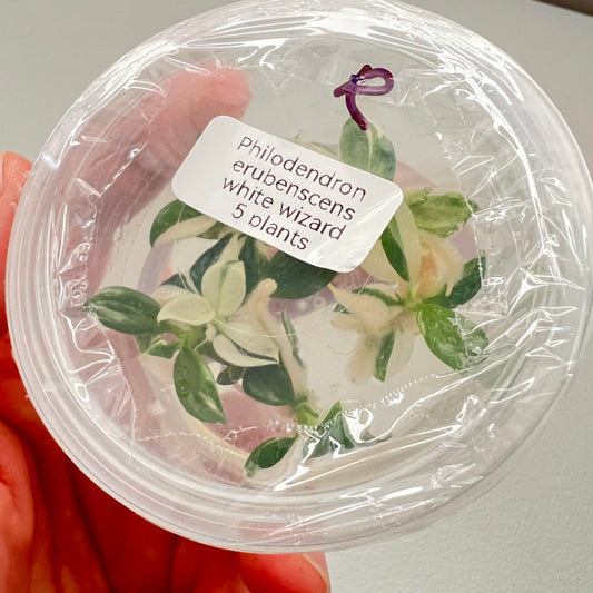 Tissue Culture Kits Page 2 Flora Magnifica Australia