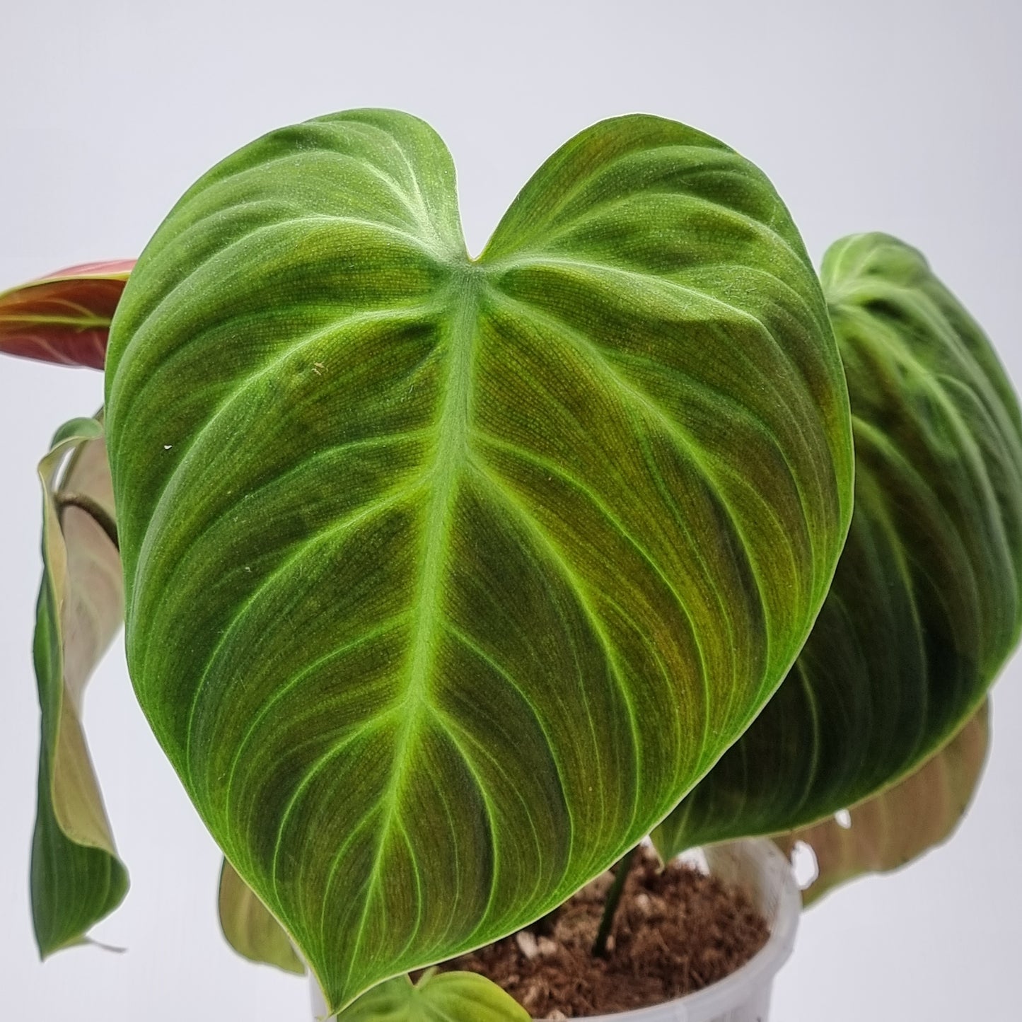 rare Philodendron rubrijuvenile AKA El choco Red (TC) for sale in Perth Australia