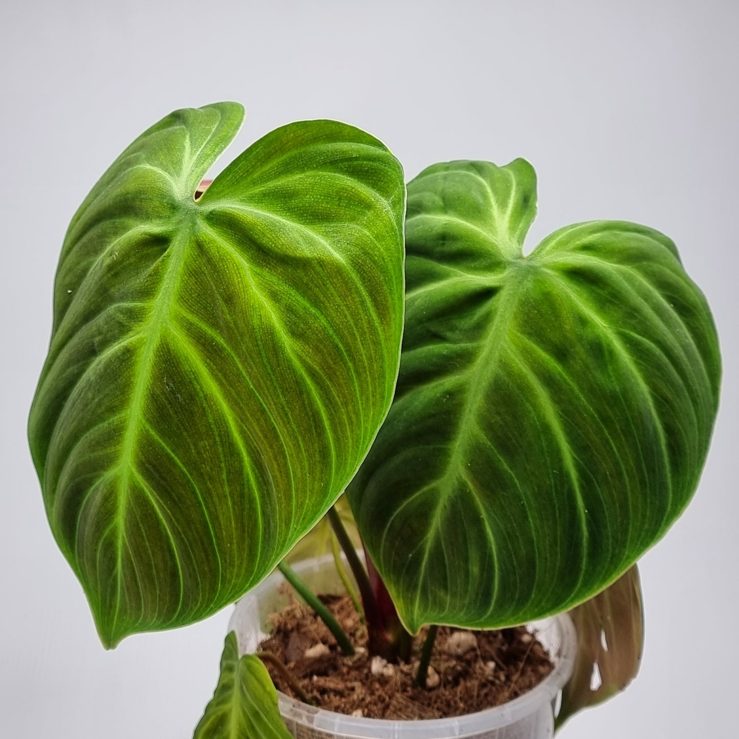 rare Philodendron rubrijuvenile AKA El choco Red (TC) for sale in Perth Australia