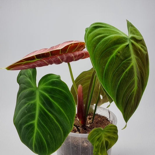 rare Philodendron rubrijuvenile AKA El choco Red (TC) for sale in Perth Australia