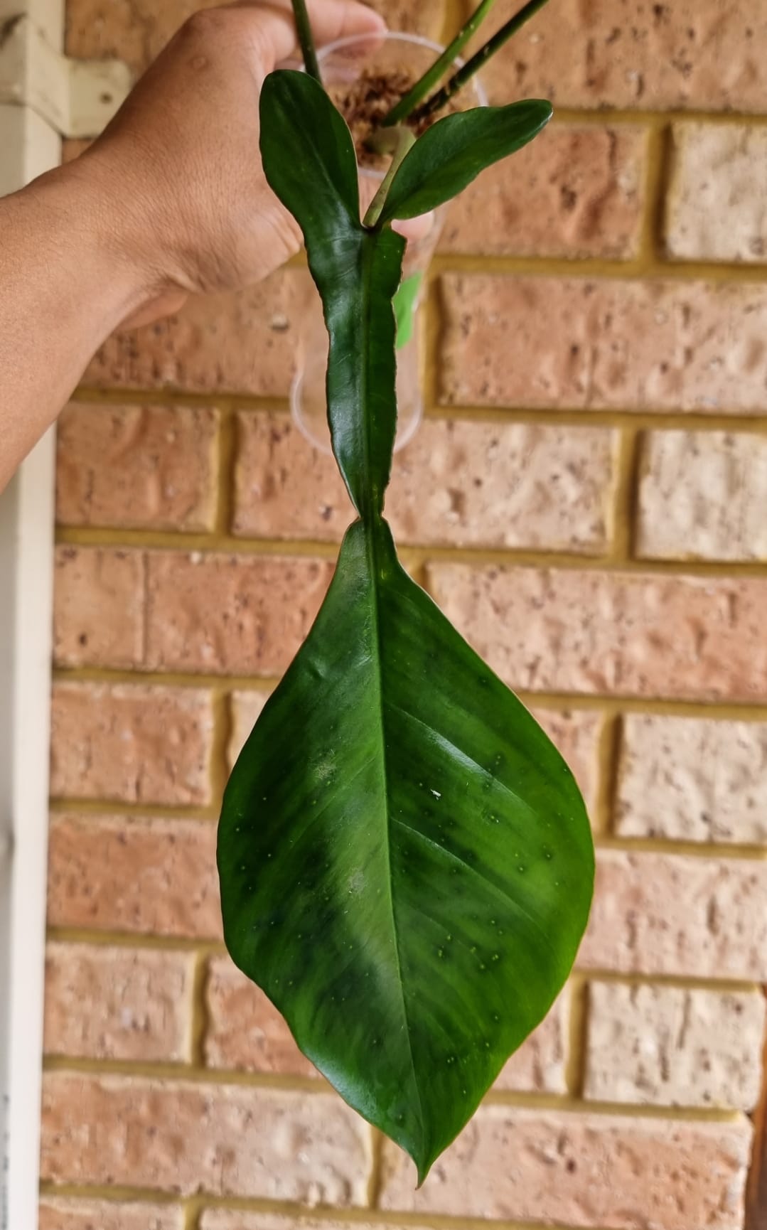 rare Philodendron joepii (TC) for sale in Perth Australia