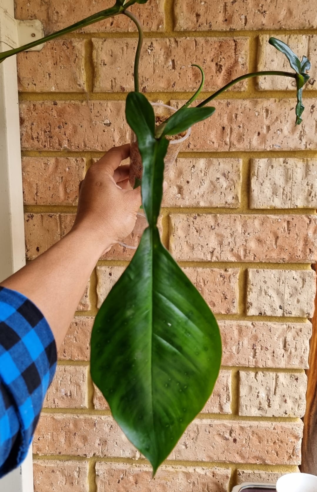 rare Philodendron joepii (TC) for sale in Perth Australia