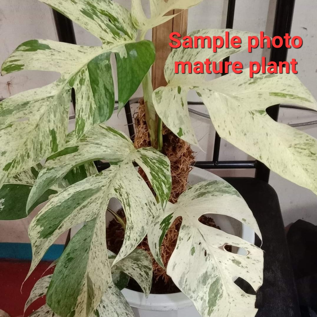 Variegated Epipremnum pinnatum marble for sale in Perth Australia