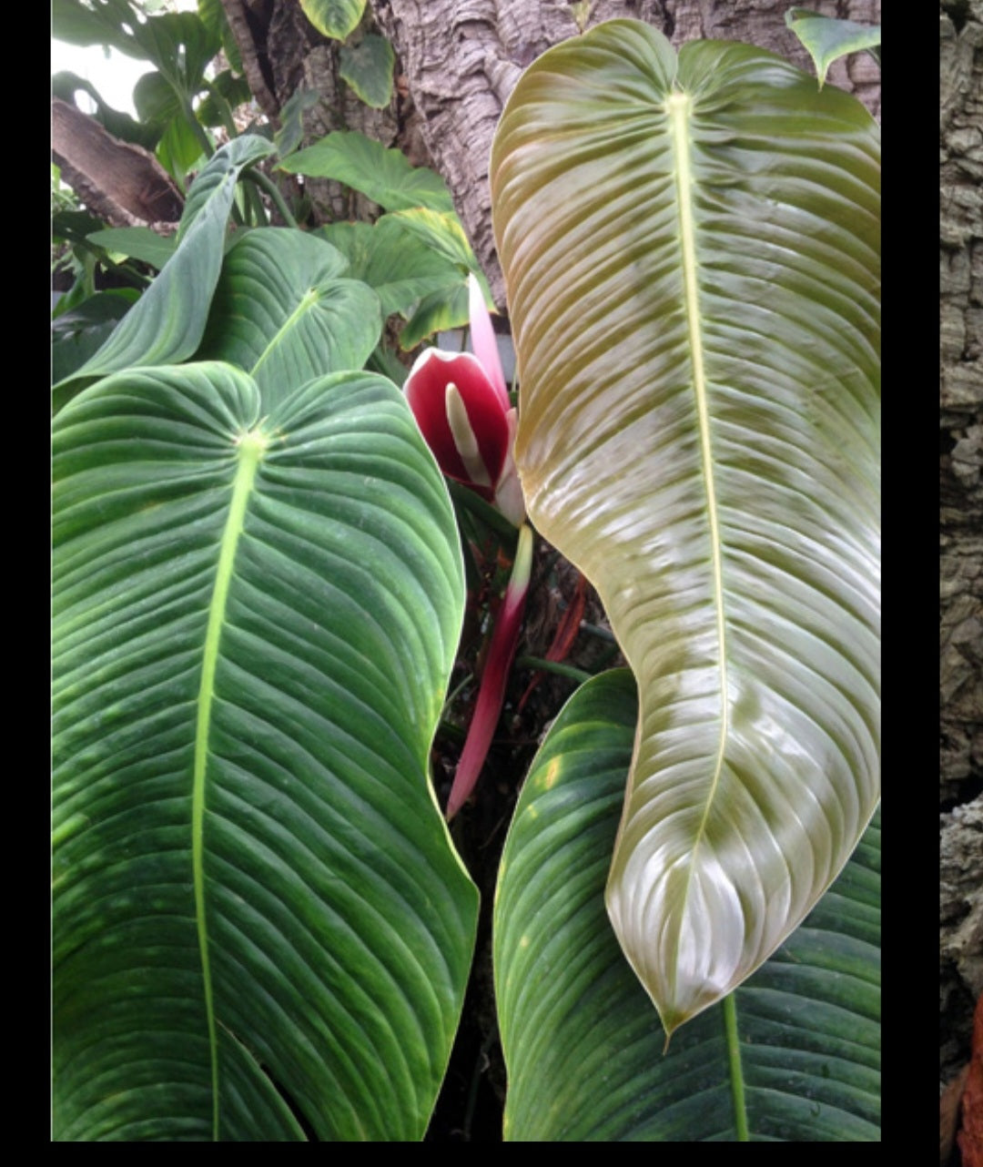 rare Philodendron scherberichii for sale in Perth Australia