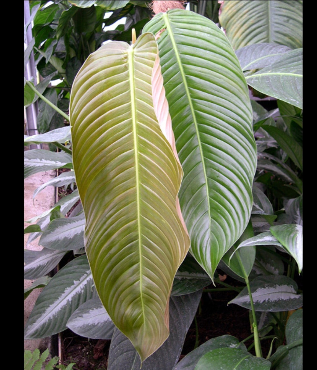 rare Philodendron scherberichii for sale in Perth Australia