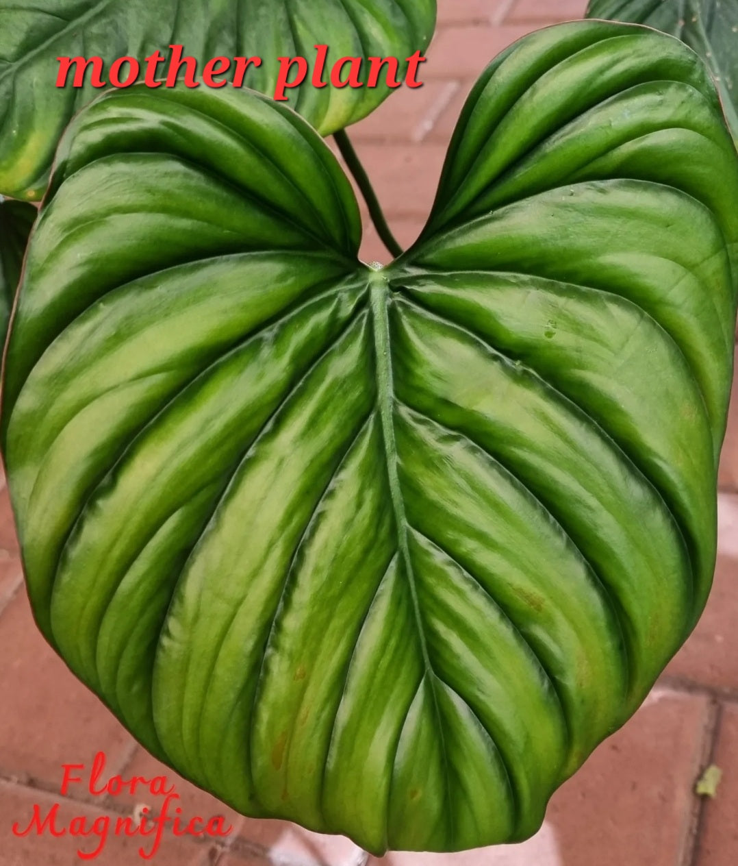 rare Philodendron sp Columbia 'El Guapo' for sale in Perth Australia