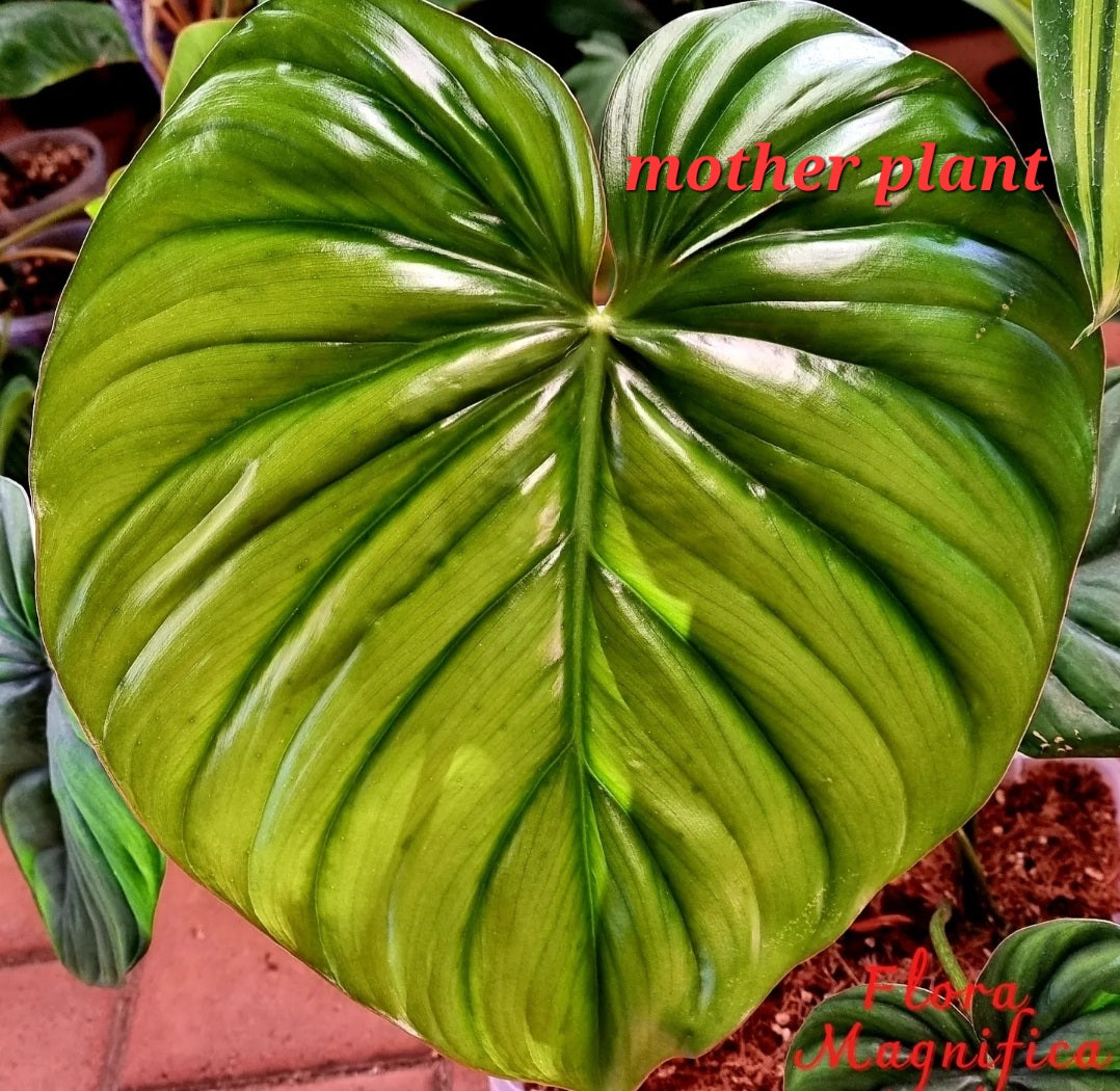 rare Philodendron sp Columbia 'El Guapo' for sale in Perth Australia