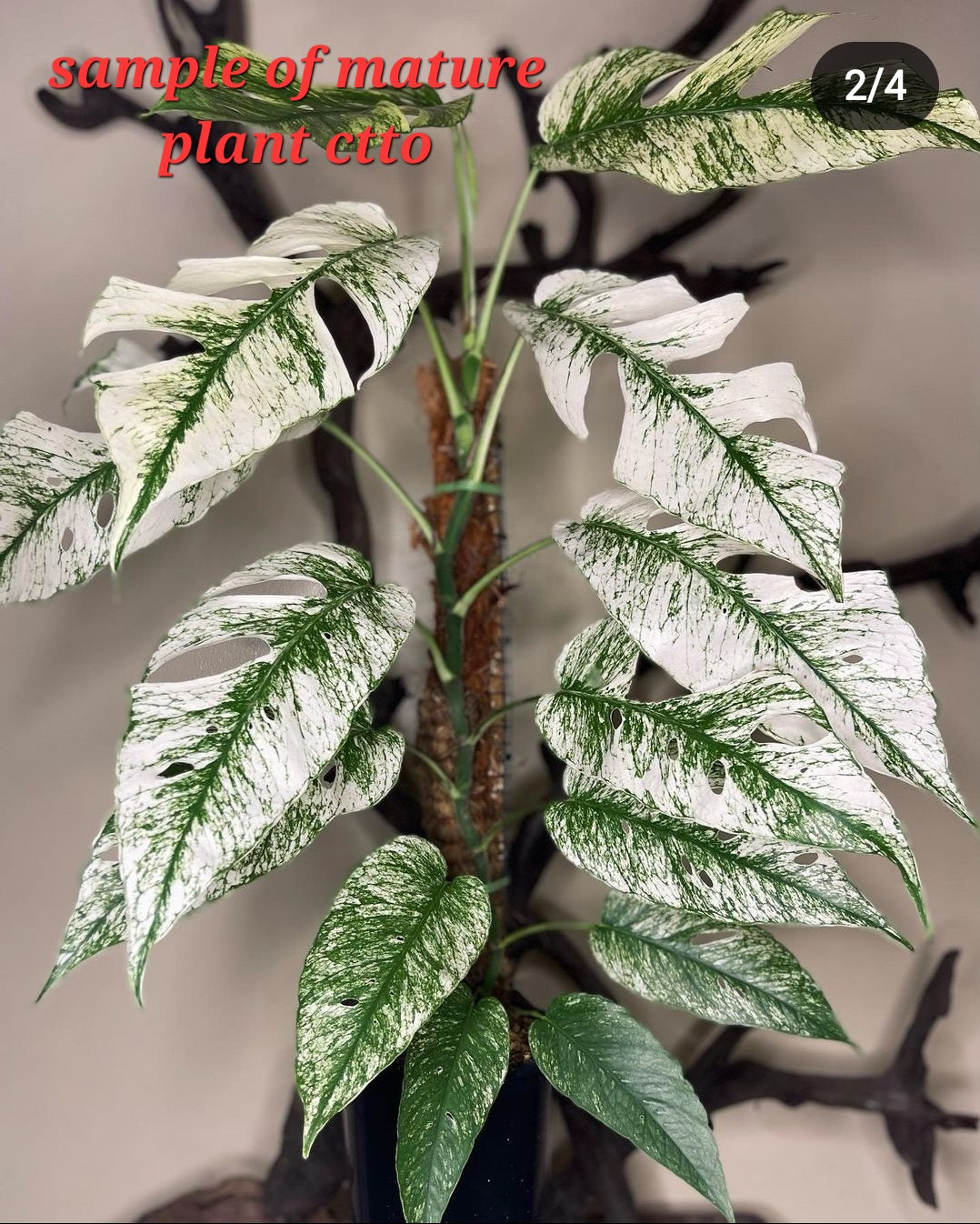 rare Epipremnum pinnatum Cebu blue Variegated for sale in Perth Australia