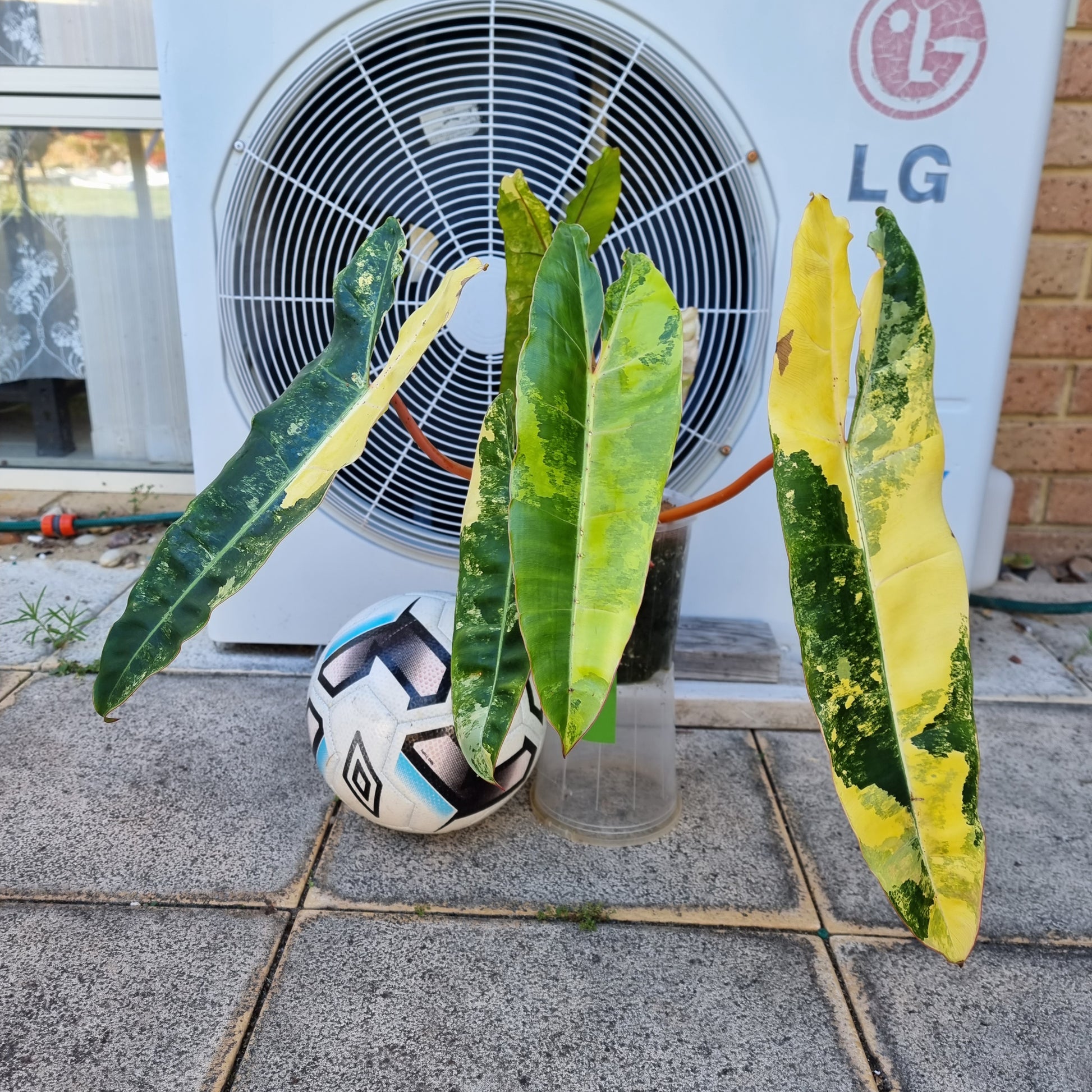 rare collectible Variegated Philodendron billietiae for sale in Perth Australia