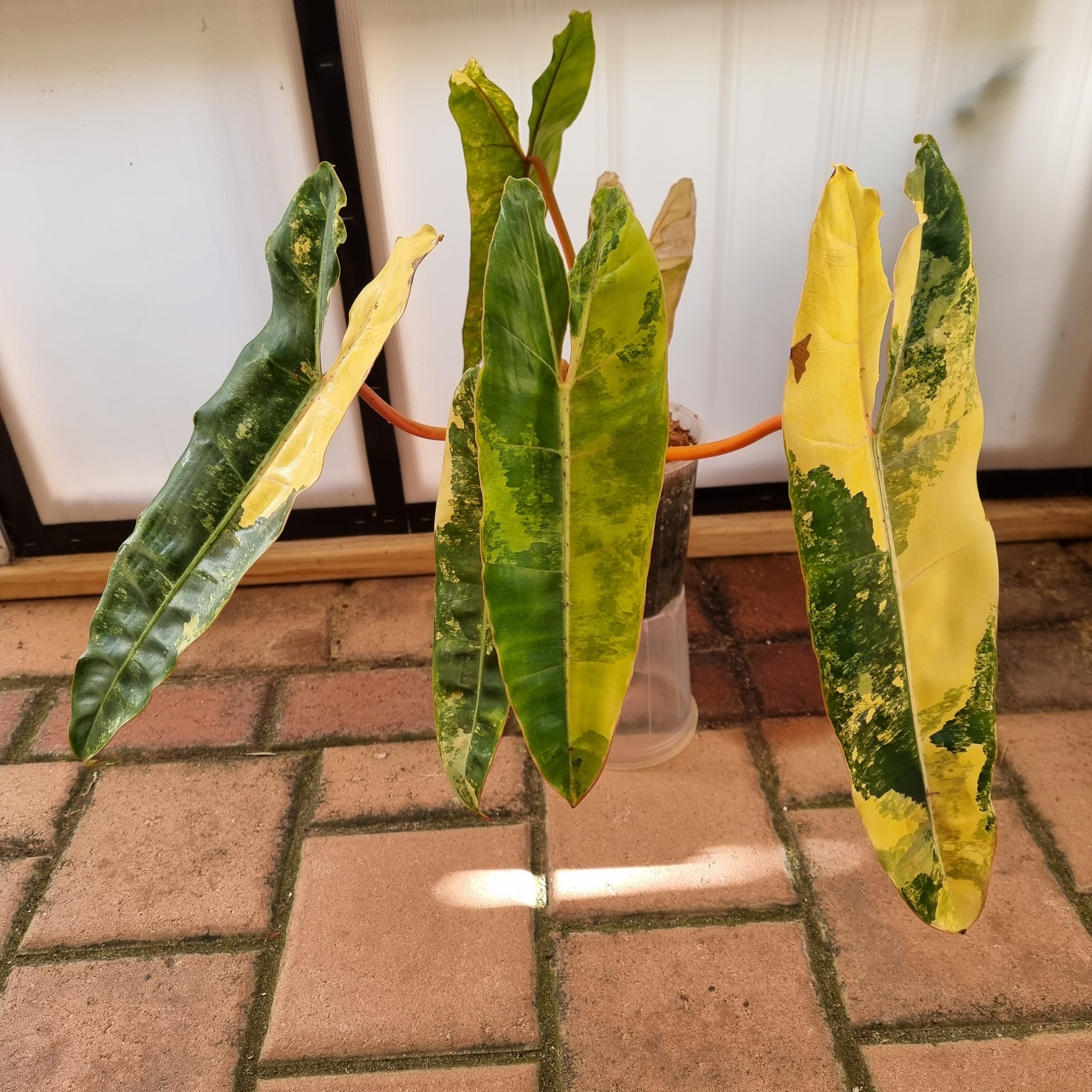 rare collectible Variegated Philodendron billietiae for sale in Perth Australia