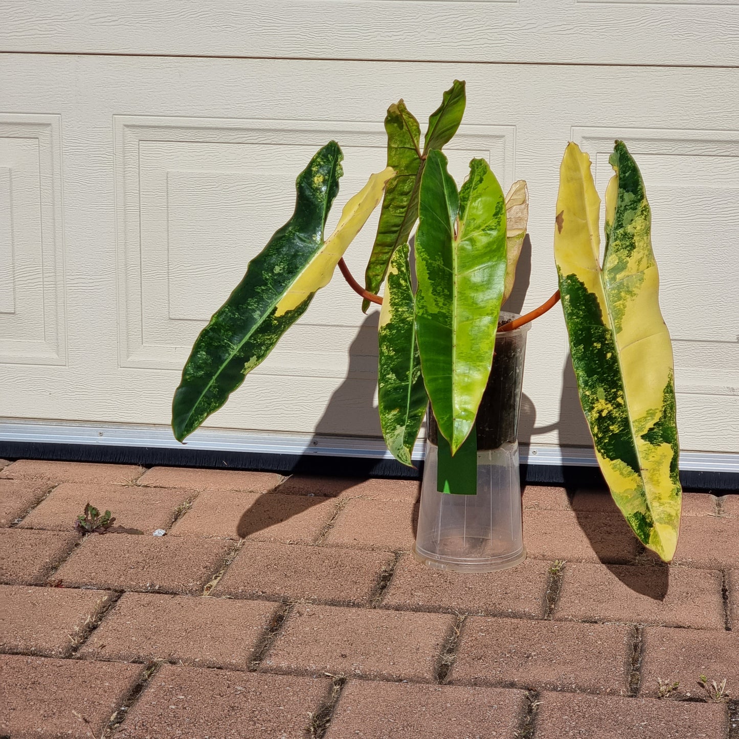 rare collectible Variegated Philodendron billietiae for sale in Perth Australia