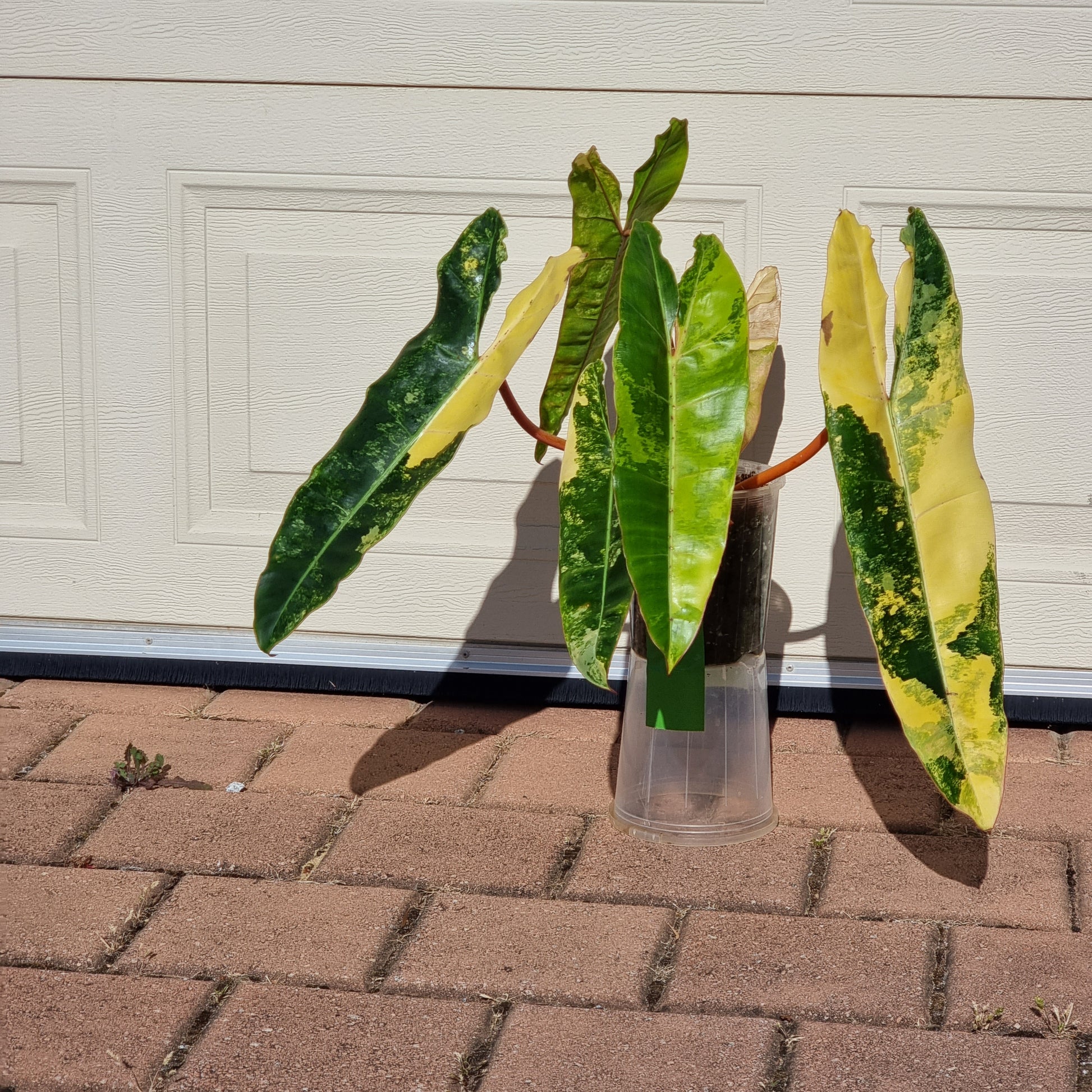 rare collectible Variegated Philodendron billietiae for sale in Perth Australia