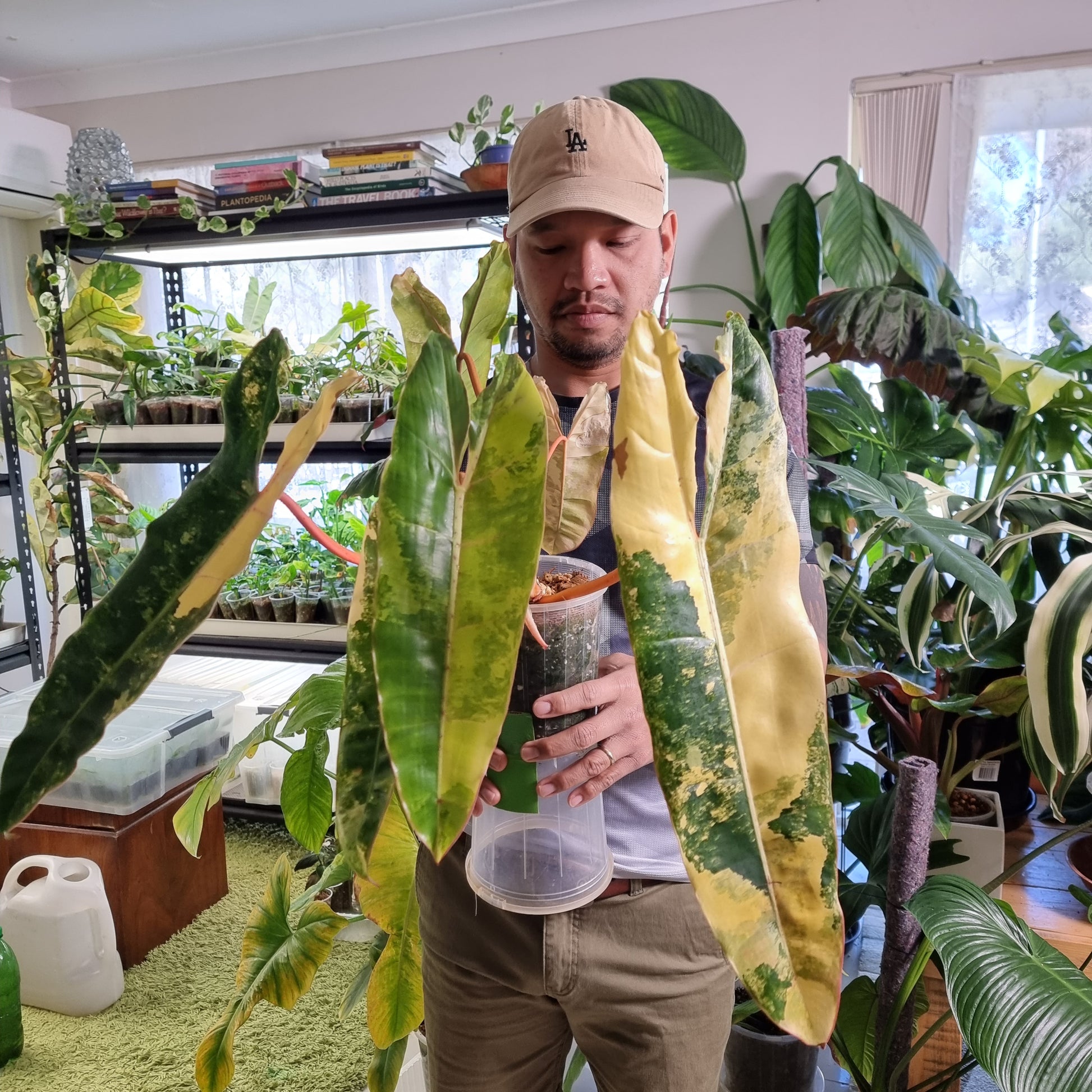 rare collectible Variegated Philodendron billietiae for sale in Perth Australia